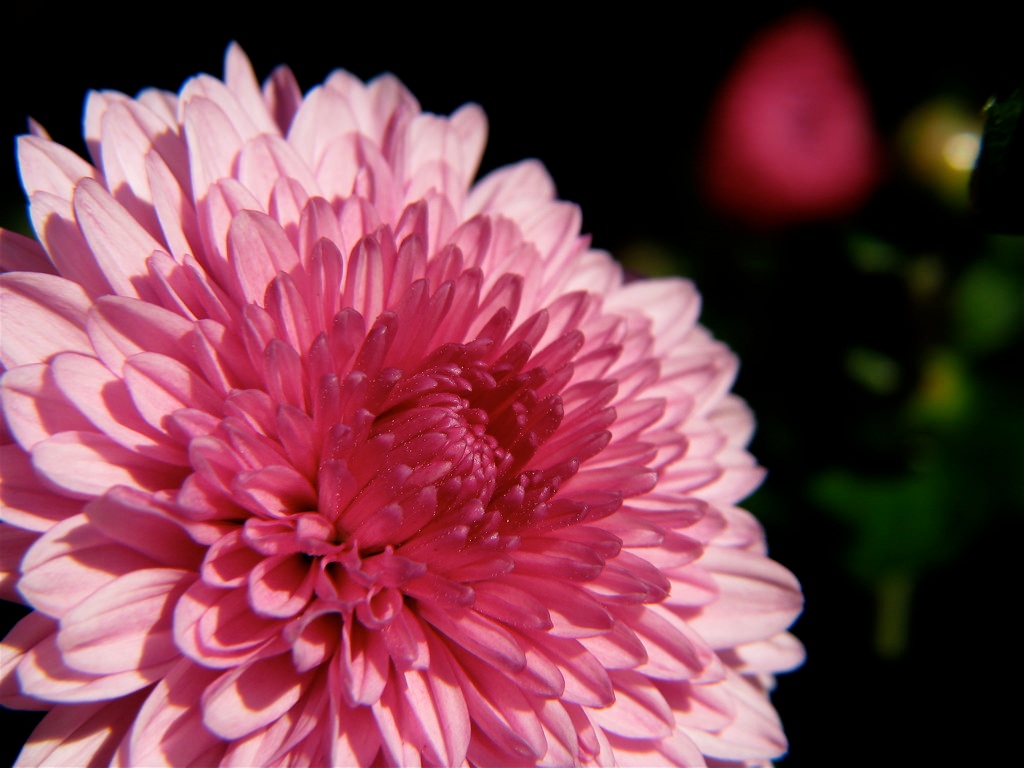breast cancer awareness mum.jpg